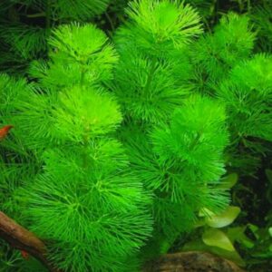 Green Cabomba Aquarium Plant