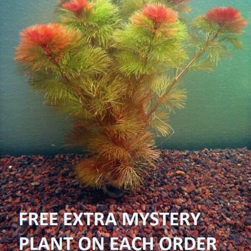 Red Cabomba Aquarium Plant - Image 4