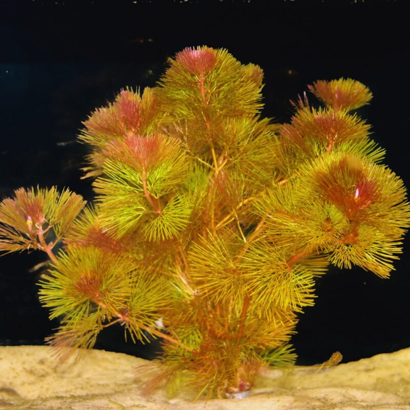 Red Cabomba Aquarium Plant - Image 3