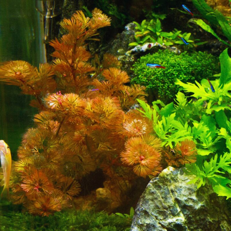 Red Cabomba Aquarium Plant - Image 2