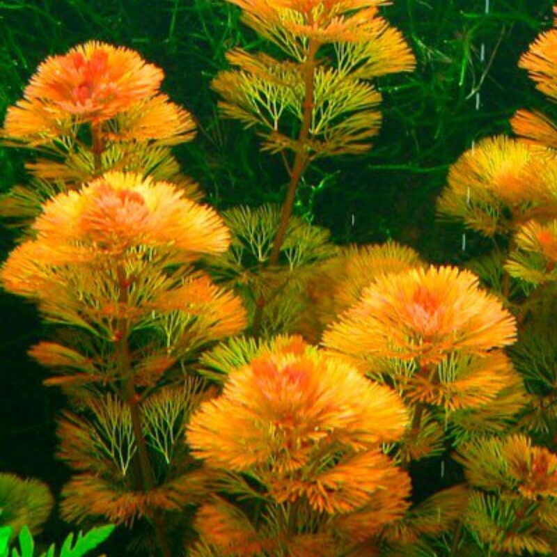 Red Cabomba Aquarium Plant