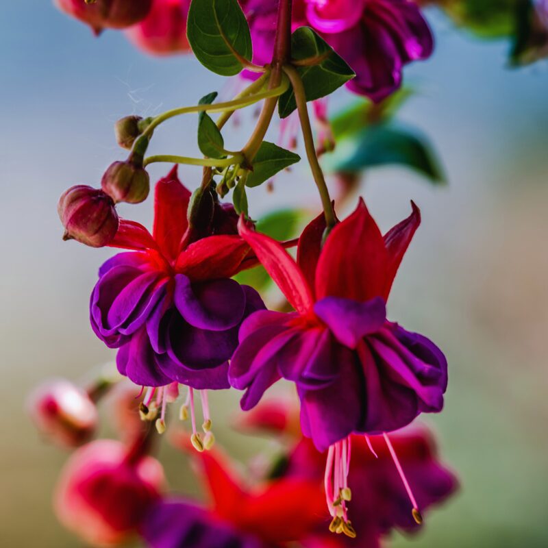 Blue Eyes Fuchsia Plant - Image 6