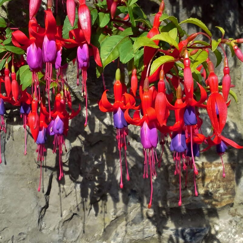 Blue Eyes Fuchsia Plant - Image 4