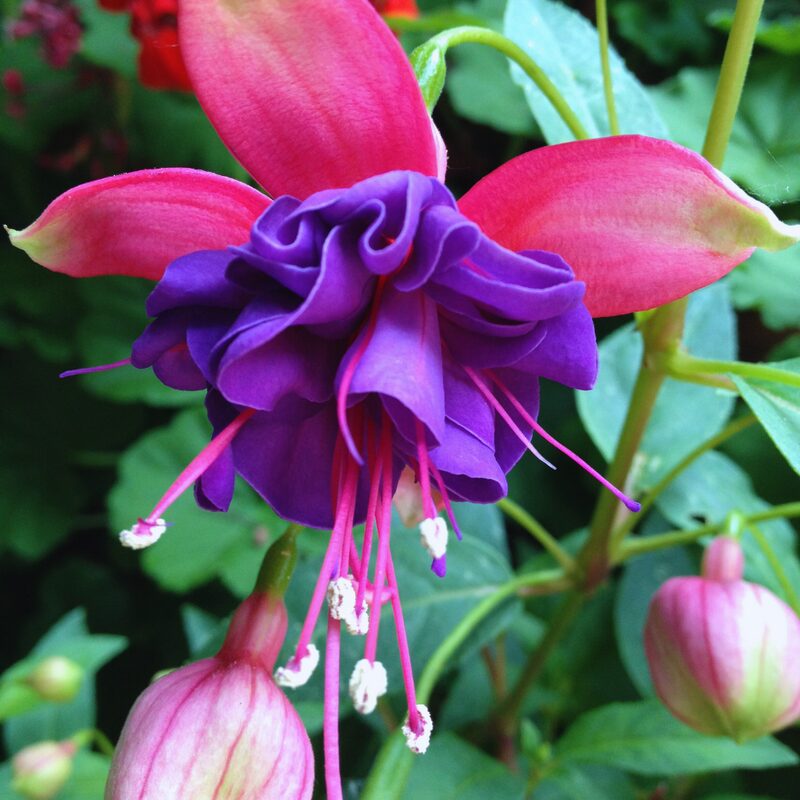 Blue Eyes Fuchsia Plant - Image 5