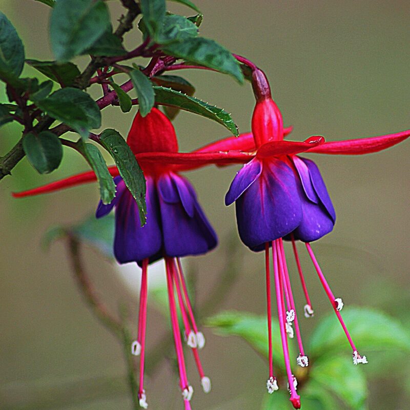 Blue Eyes Fuchsia Plant - Image 3