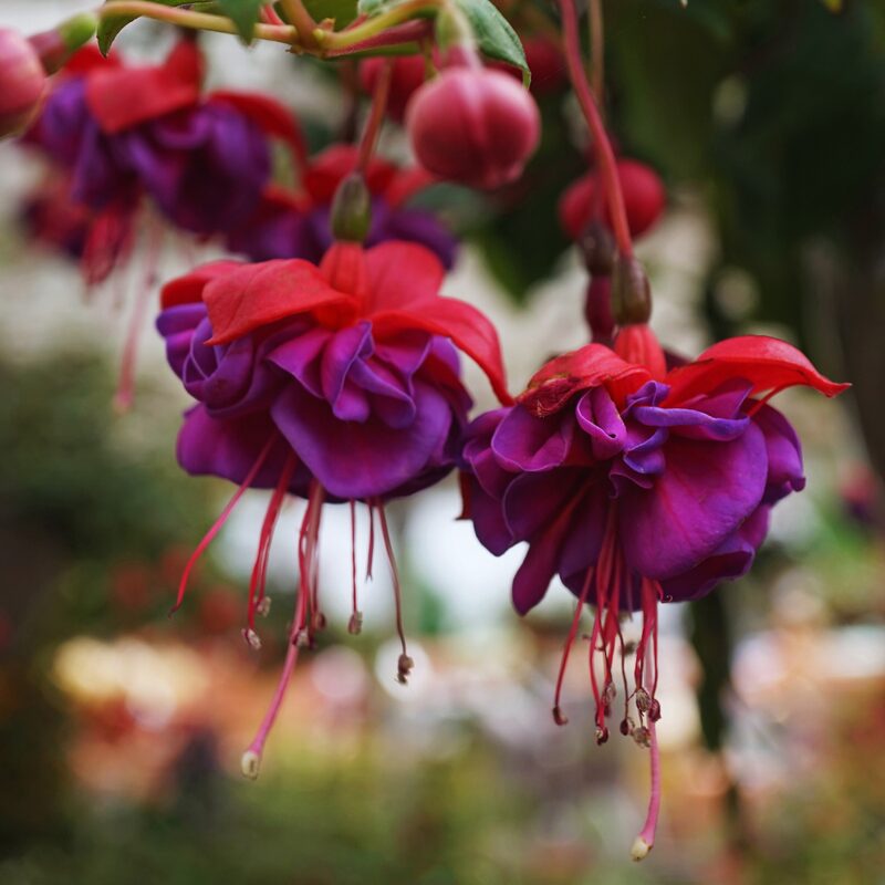 Blue Eyes Fuchsia Plant - Image 2