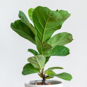 Alternative view of Dwarf Fiddle Leaf Fig - 4 to 6 Inc Tall