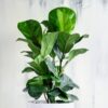 Dwarf Fiddle Leaf Fig - 4 to 6 Inc Tall