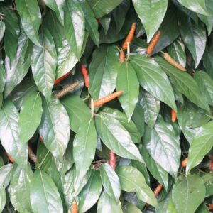 Alternative view of Long Pepper, Piper longum