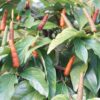 Long Pepper, Piper longum