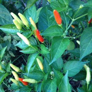 Alternative view of Tabasco Pepper