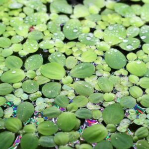 Alternative view of Dwarf Water Lettuce
