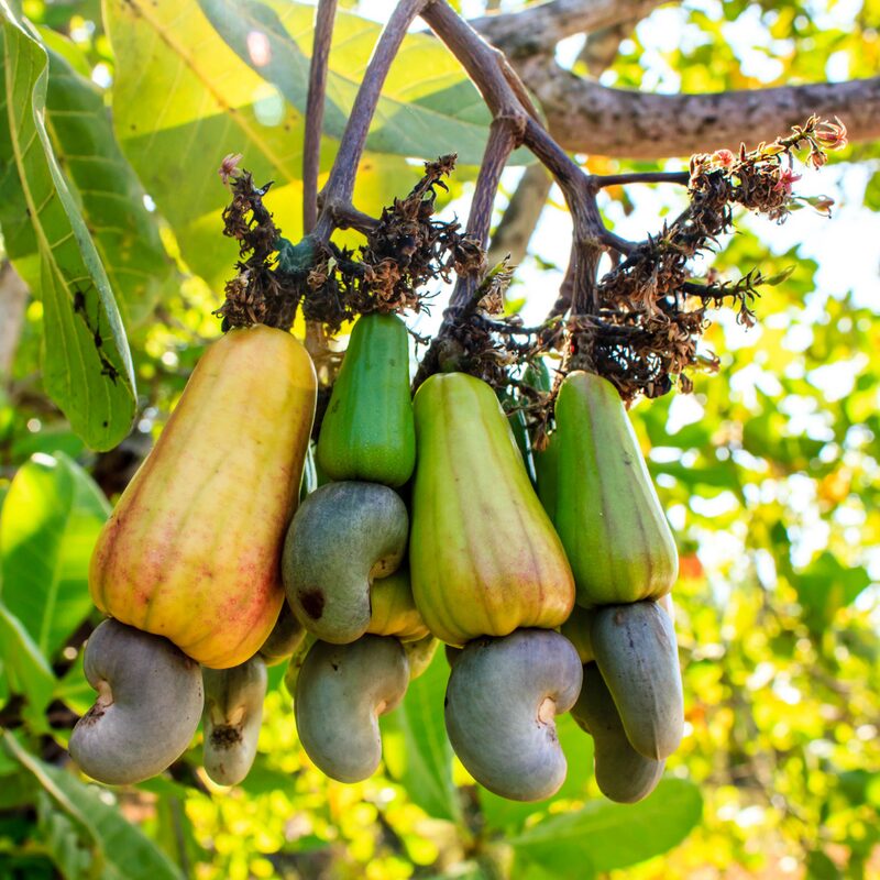 Yellow Cashew - Image 5