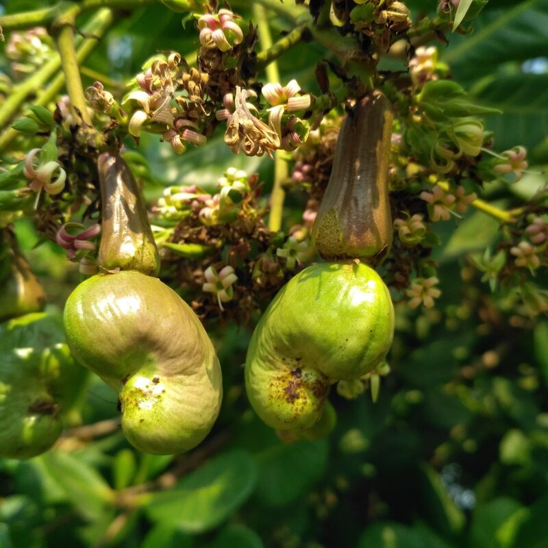 Yellow Cashew - Image 4