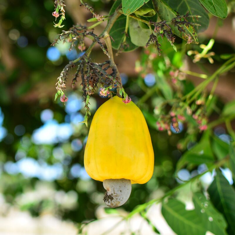 Yellow Cashew - Image 3