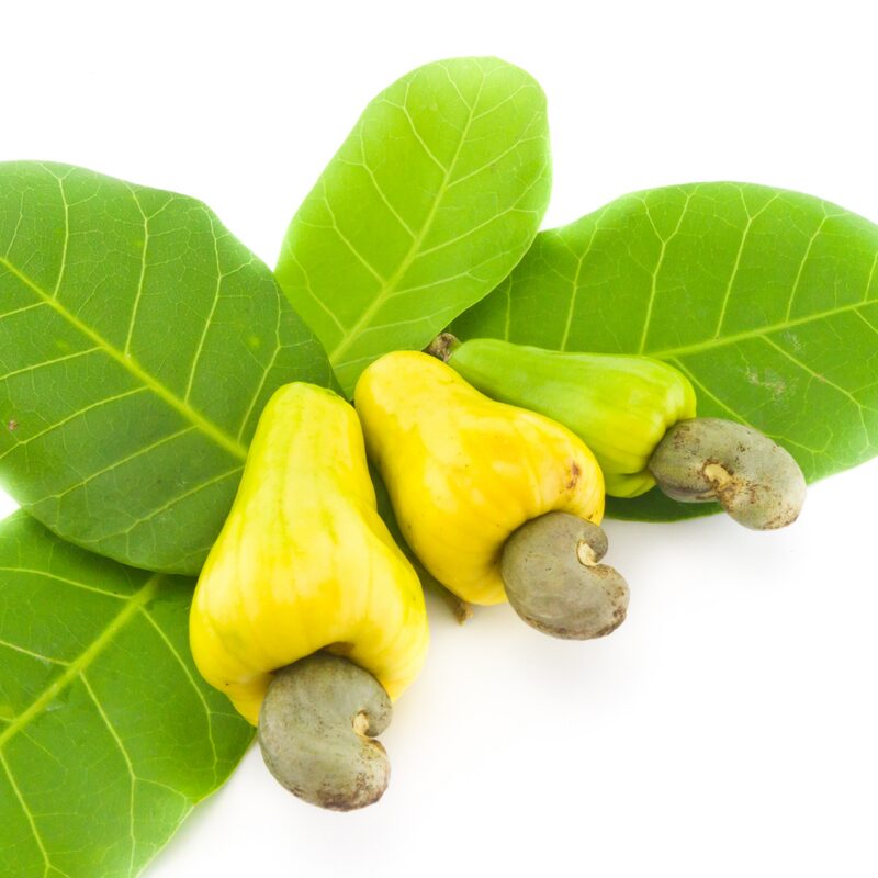 Yellow Cashew - Image 2