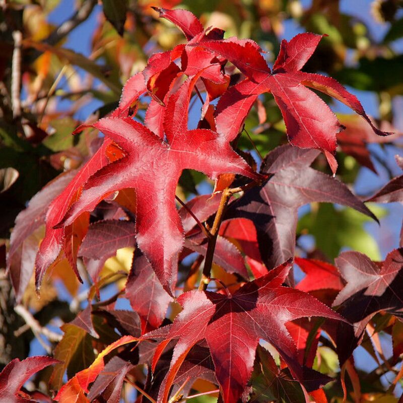 American Sweetgum - Image 5