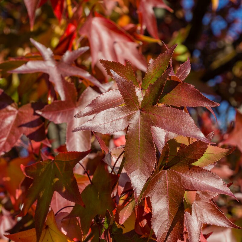 American Sweetgum - Image 4