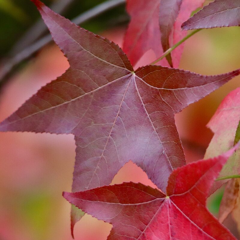 American Sweetgum - Image 3