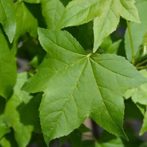 Alternative view of American Sweetgum