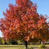 American Sweetgum