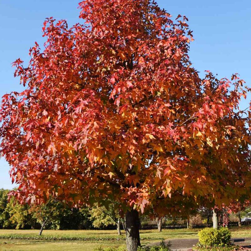 American Sweetgum