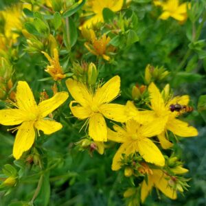 Alternative view of St. John's Wort