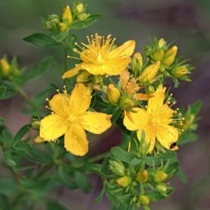 St. John's Wort