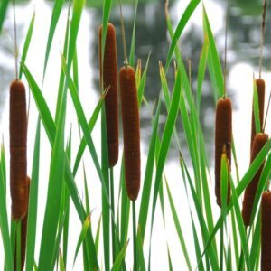 Alternative view of Cattail
