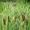 Cattail
