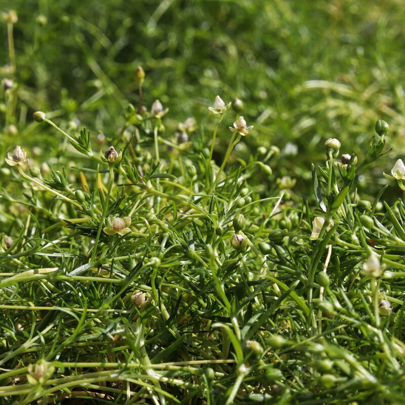 Irish Moss - Image 5