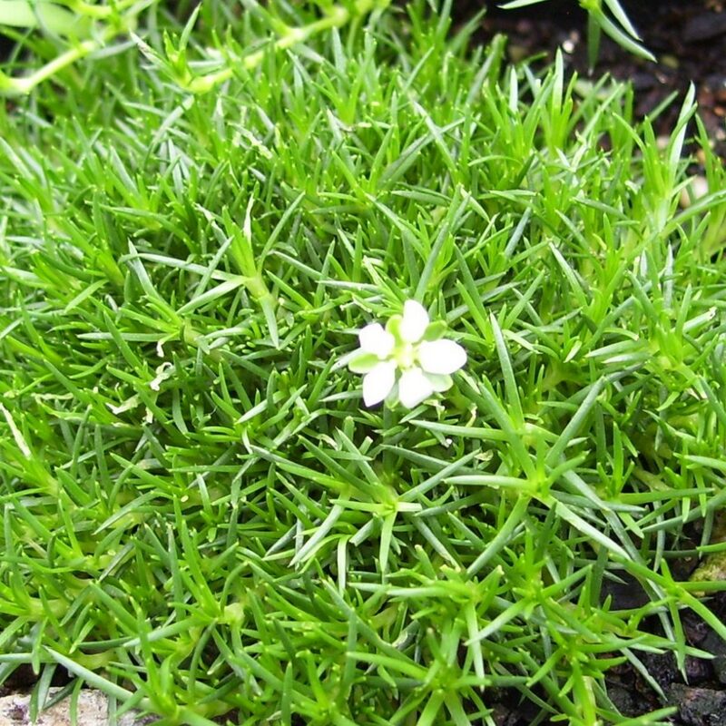 Irish Moss - Image 3