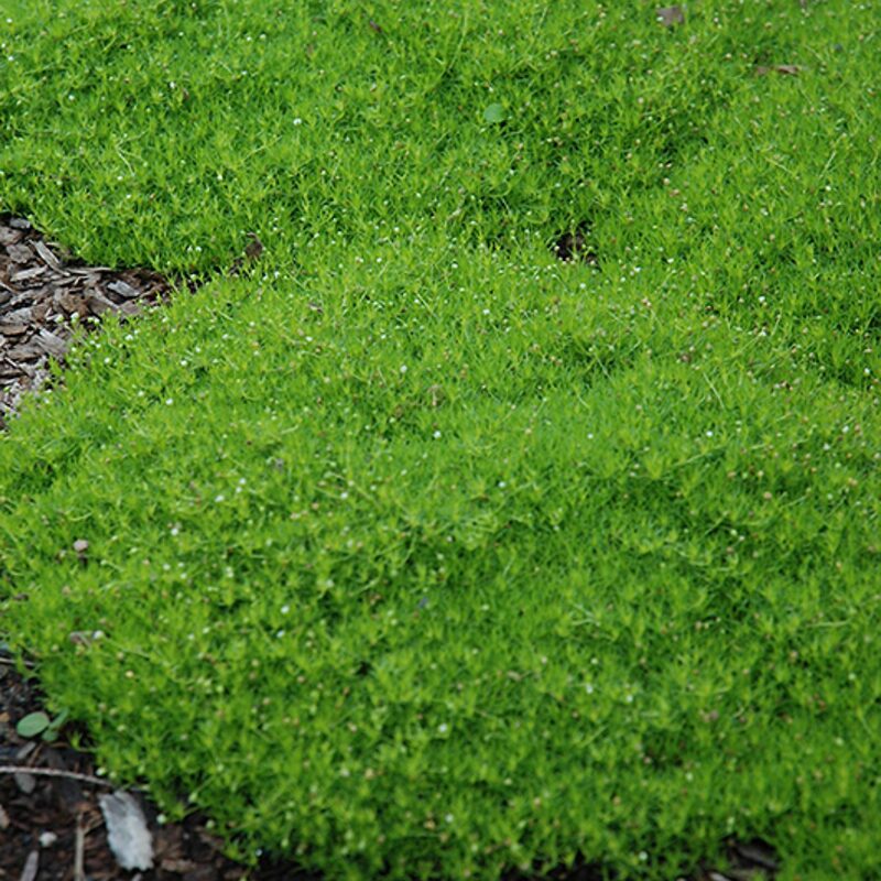 Irish Moss - Image 2