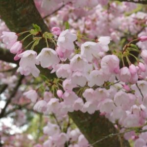 Alternative view of Akebono Cherry Flowers