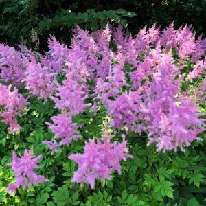 Alternative view of Astilbe