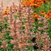Agastache Hyssop