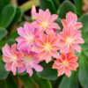 Lewisia