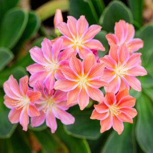Lewisia