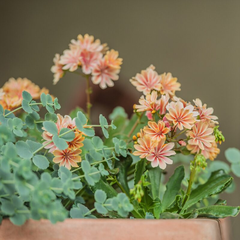 Lewisia - Image 2