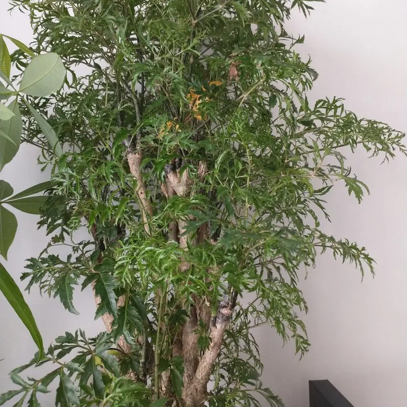 Ming Aralia - Image 5