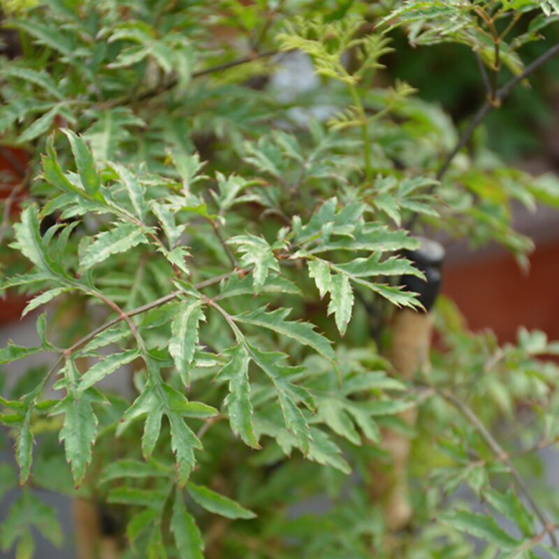 Ming Aralia - Image 4