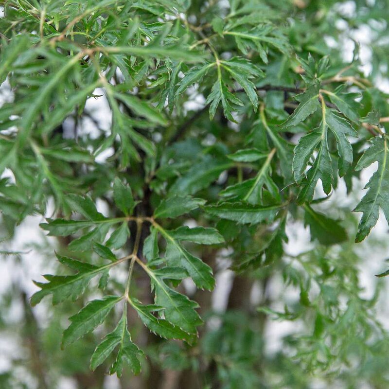 Ming Aralia - Image 3