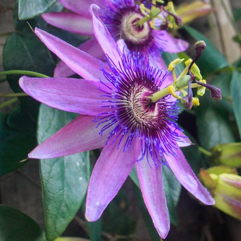 Passion flower plant - Image 3