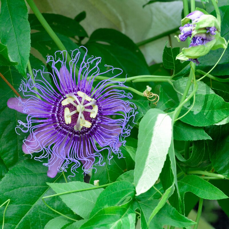 Passion flower plant - Image 4
