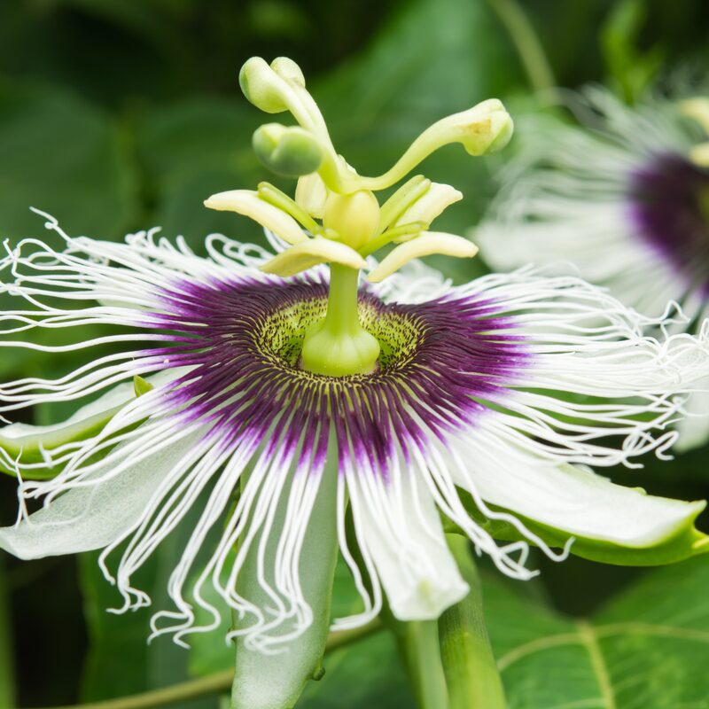 Passion flower plant - Image 2