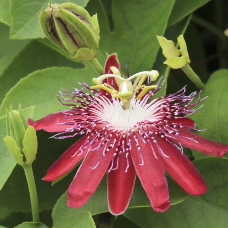Passion flower plant