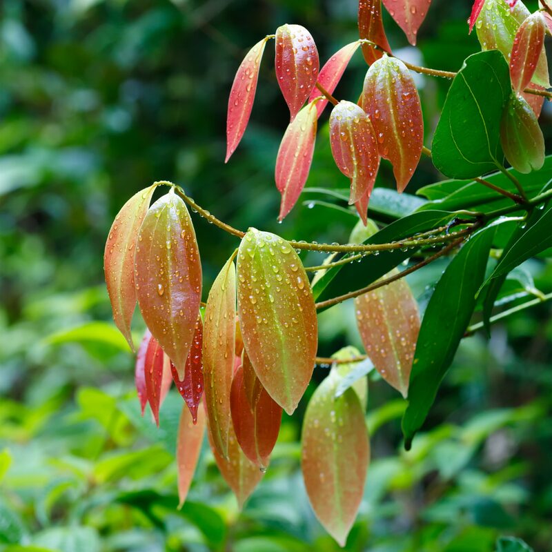 Cinnamomum Cassia Chinese Cinnamon - Image 4