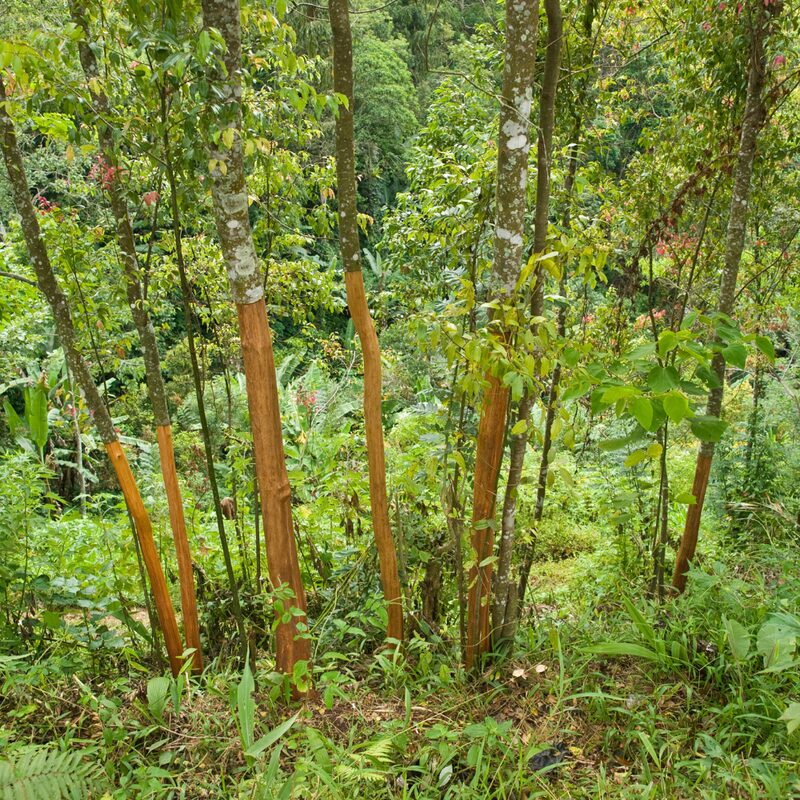 Cinnamomum Cassia Chinese Cinnamon - Image 3