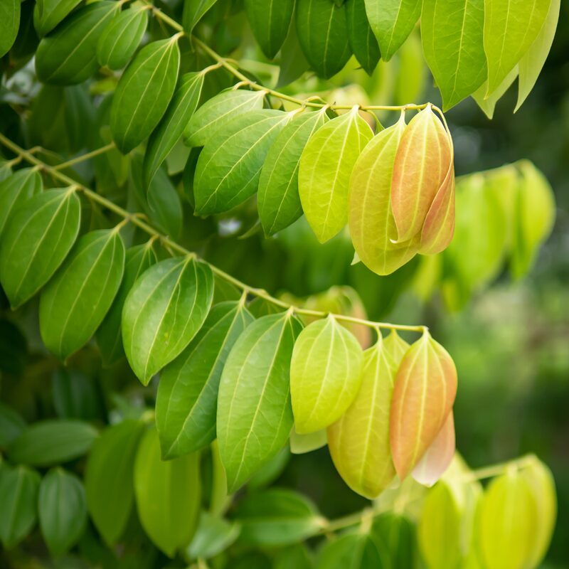 Cinnamomum Cassia Chinese Cinnamon - Image 2