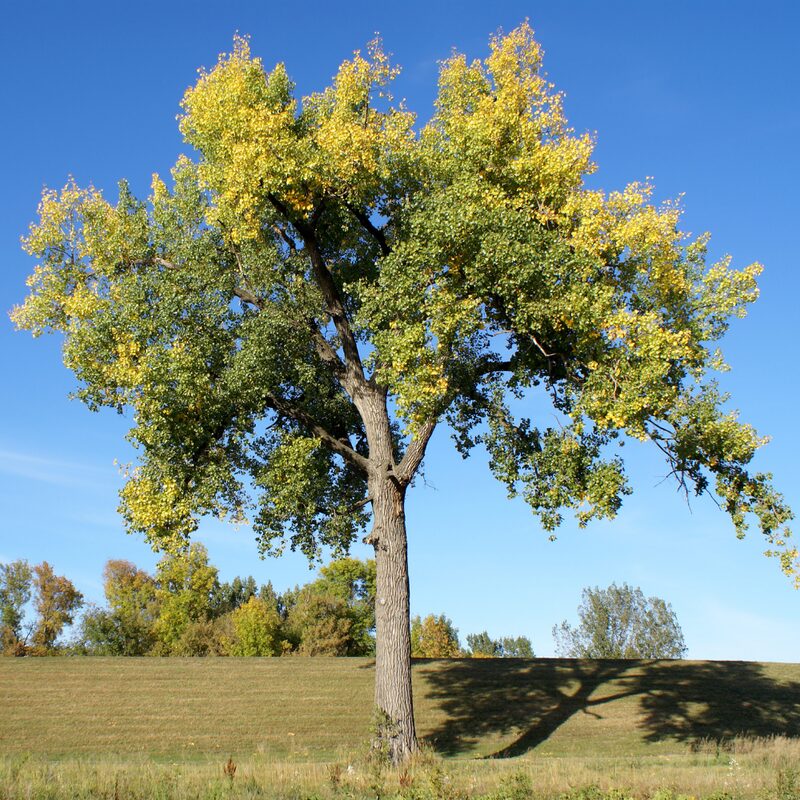 Cottonwood - Image 5